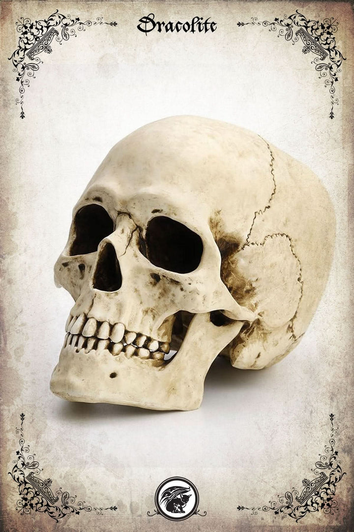 Human Skull (Complete)