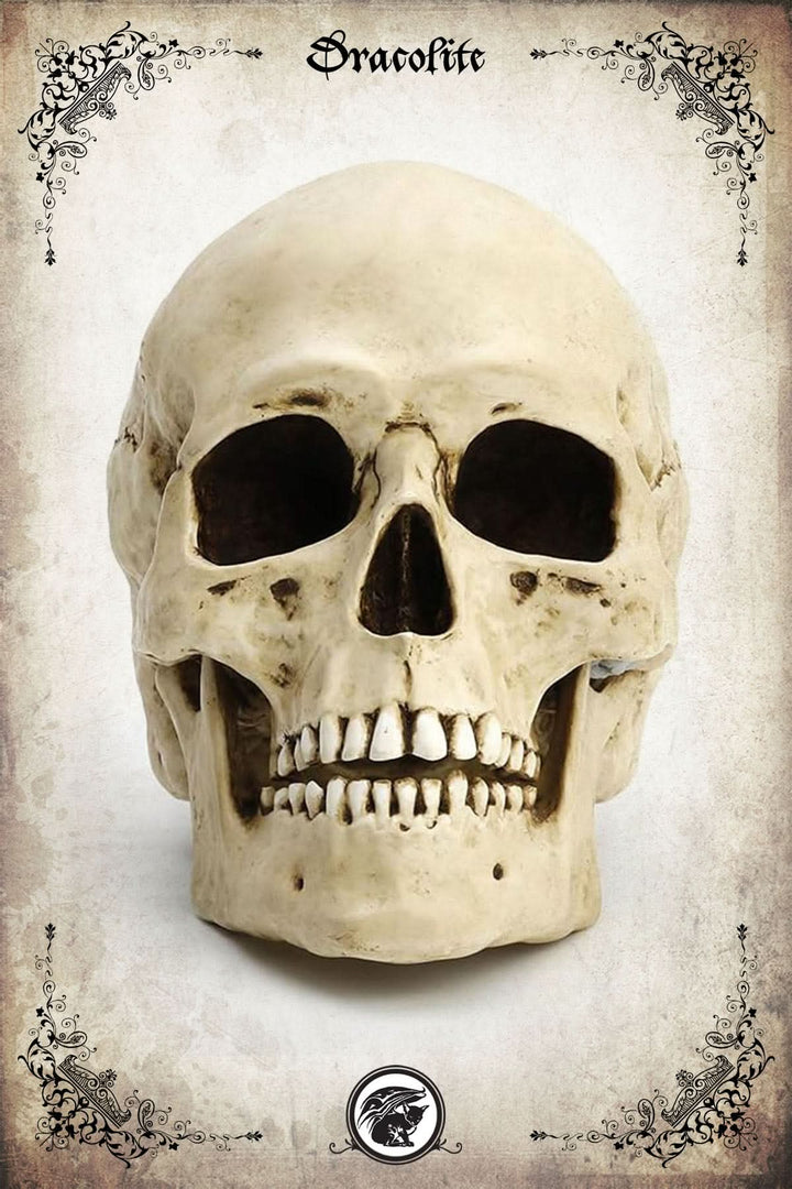 Human Skull (Complete)