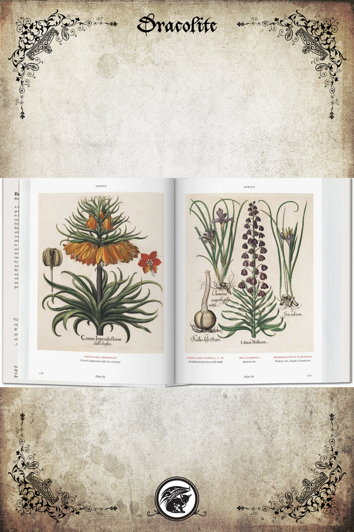 Florilegium, the book of plants - Basilius Besler